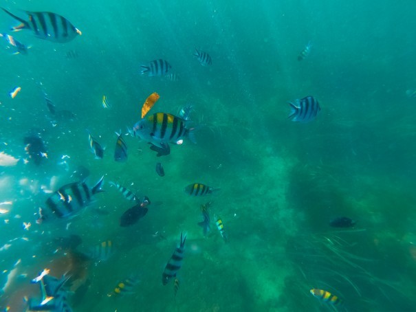 Underwater Adventure: A photo capturing the excitement of an underwater adventure in Bali, with marine life and colorful coral gardens in the background.