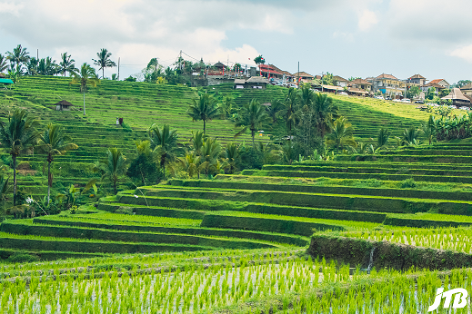 A vibrant and detailed view of the Jatiluwih rice terraces in Bali, showcasing the lush greenery of the staggered fields with a backdrop of rural village houses and tropical vegetation under a cloudy sky.