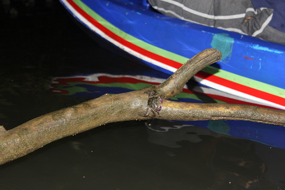 Close-up of a mangrove branch at night with a crab navigating its way, showcasing the intricate interaction of wildlife in Bali's mangrove ecosystem