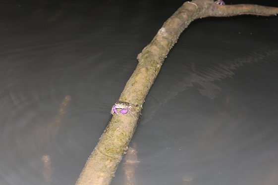 A solitary crab perched on a mangrove branch partially submerged in the still waters of Bali's mangrove forest at night