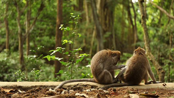 Two long-tailed macaques sit side by side on a stone ledge in a lush forest, engaging in grooming behavior amid the vibrant greenery.