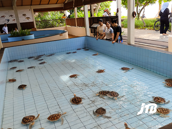 Visitors observing sea turtles at a conservation center in Sanur, Bali, featuring a clean blue pool and an educational setup