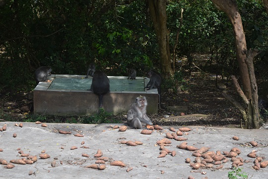 Monkey sitting at Uluwatu Temple area