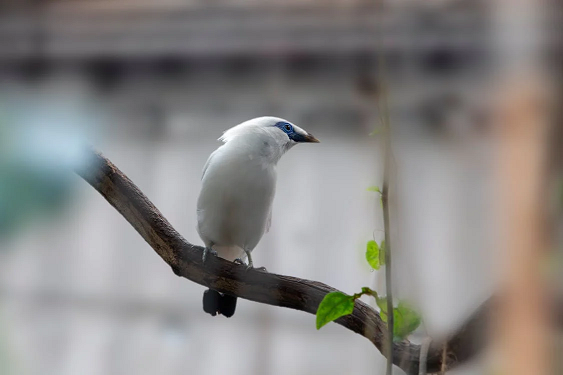 A Bali Starling perched on a branch, showcasing its distinctive white plumage, black-tipped wings, and vivid blue eye markings