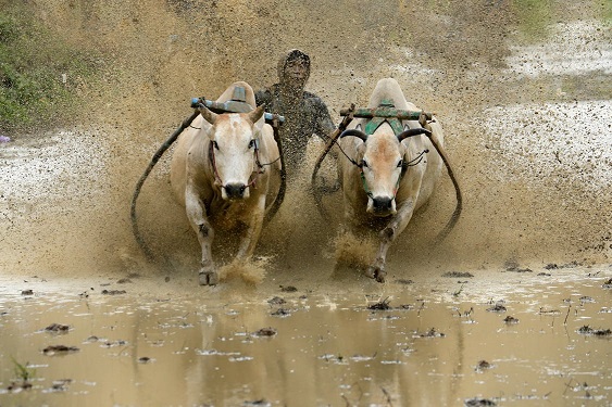 Two buffaloes racing through muddy rice fields during the Makepung Lampit Festival in Jembrana, Bali, driven by a skilled farmer