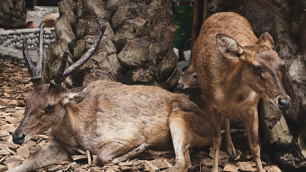 Two brown deer resting on a bed of dry leaves near tree trunks. One deer is lying down with antlers, while the other is standing close by.